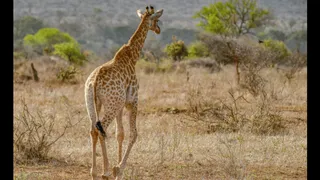 TikToker Goes Flying After Wild Giraffe’s Brutal Kick; Viral Video Draws Hilarious Reactions